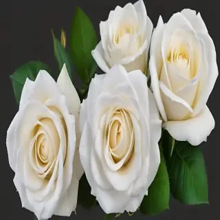 white roses png