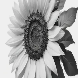 clip art sunflower black and white