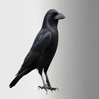 crows png
