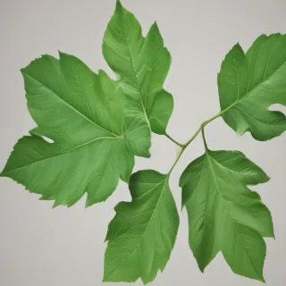 green leaf png