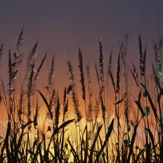 grass silhouette