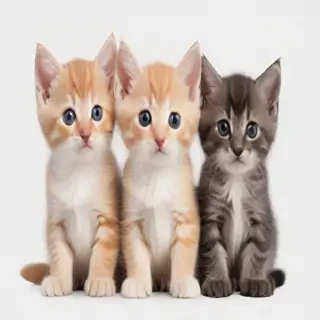 kittens transparent background