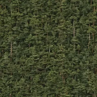 pine trees png