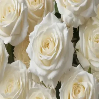 white roses png