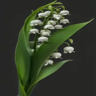 lily of the valley png