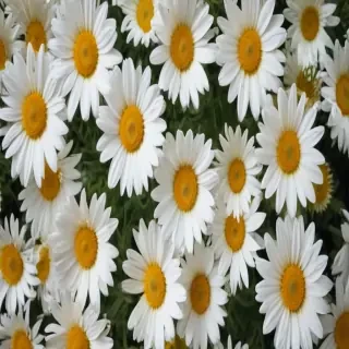 daisy background wallpaper