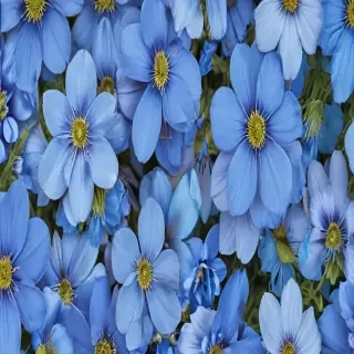 blue flowers background
