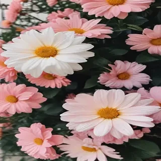 flowers aesthetic