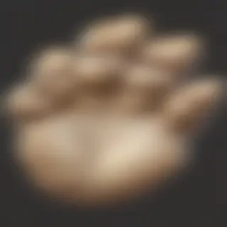 paw png