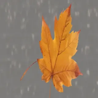 autumn leaf png