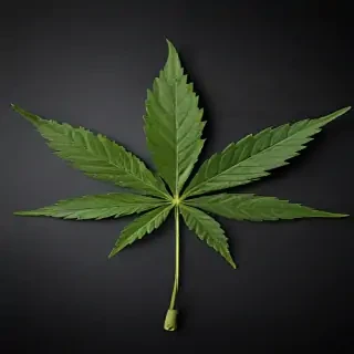 marijuana leaf