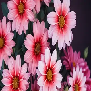 flowers iphone wallpaper