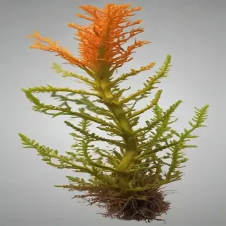 seaweed png