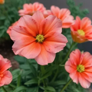 flower line