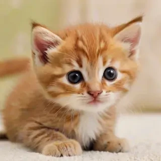 cute kitten wallpaper