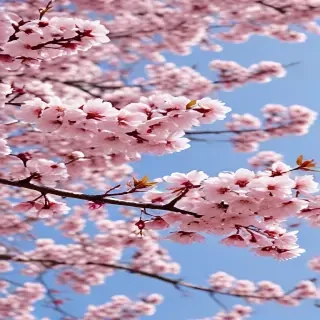 sakura blossom wallpaper