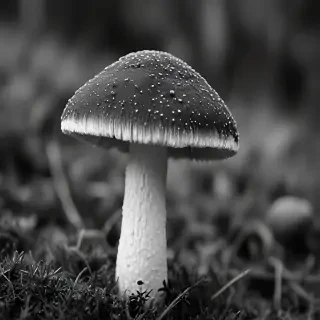 mushroom black and white