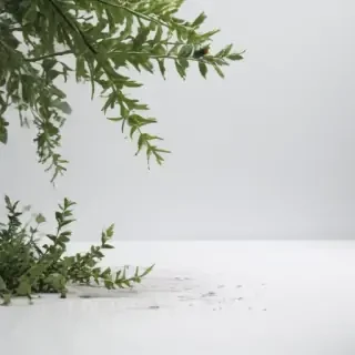 white background aesthetic