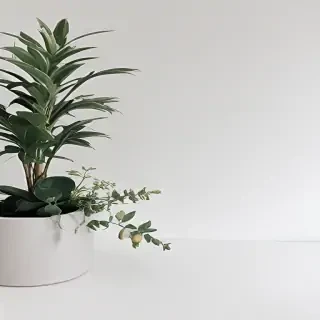 white background aesthetic