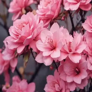 cute pink wallpaper for iphone