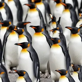 penguins background