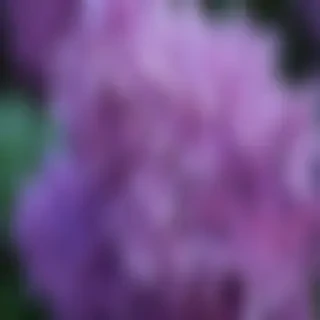 lilac wallpaper iphone