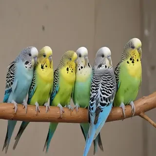 budgies