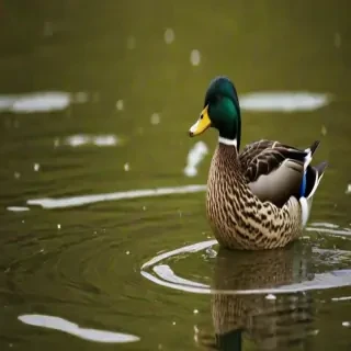 duck wallpaper