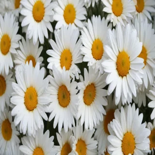 daisies png