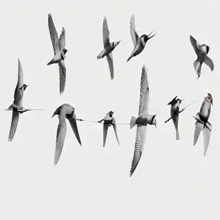 birds transparent
