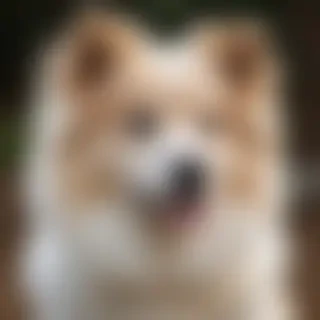 dameranian dog breed