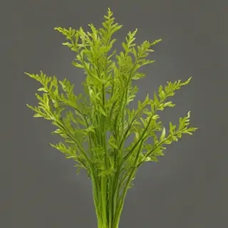 seaweed png