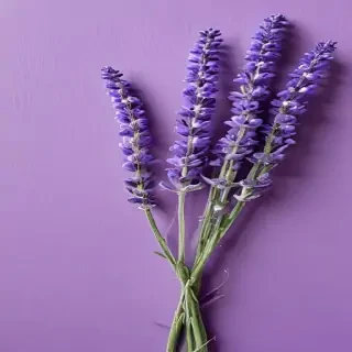 lavender background