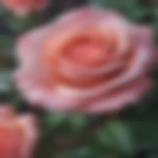 wallpaper iphone rose