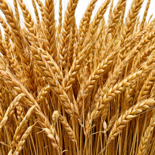 wheat png