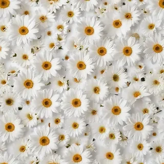 flowers white background