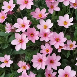 spring flowers