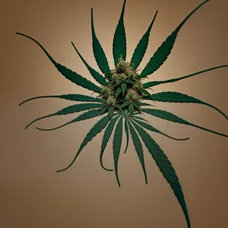 cannabis png