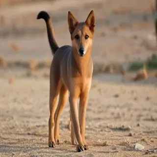 somali breed