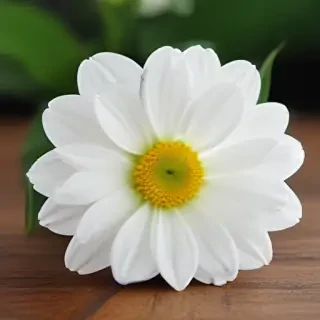 white flower wallpaper