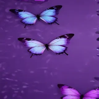 purple wallpapers butterfly