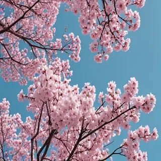 aesthetic spring wallpapers