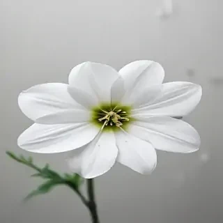 transparent white flower