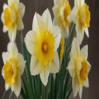 daffodil flower