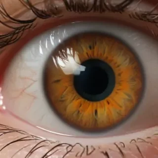 human eye png
