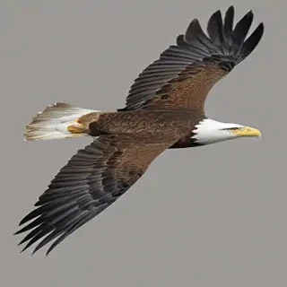 eagle flying png
