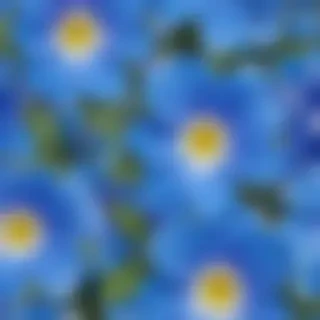 background blue flower