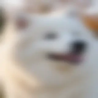 samoyed dog breed