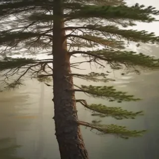 pine tree transparent
