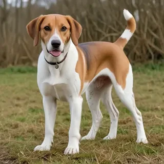 english foxhound